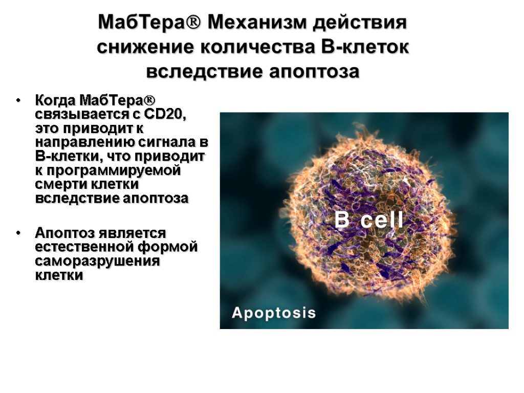 МабТера Механизм действия снижение количества В-клеток вследствие апоптоза Когда МабТера связывается с CD20, это